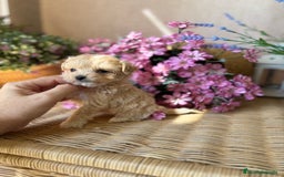 Maltipoo perros en venta: Maltipoo tacita de té !!! - Imagen 1