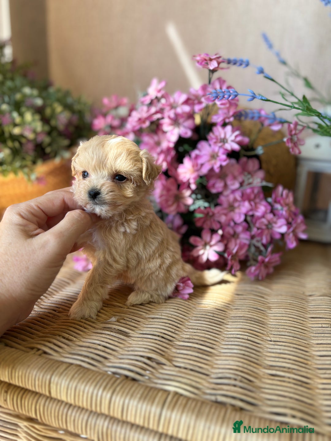 Maltipoo perros en venta: Maltipoo tacita de té !!! - Imagen 1
