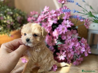 Maltipoo perros - Anuncio 3