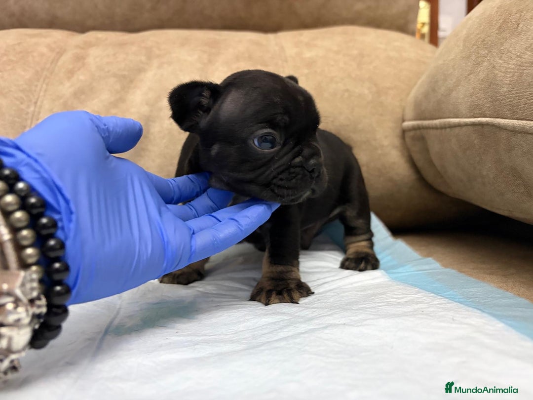 Bulldog Francés perros en venta: Bulldog francés  - Anuncio 5