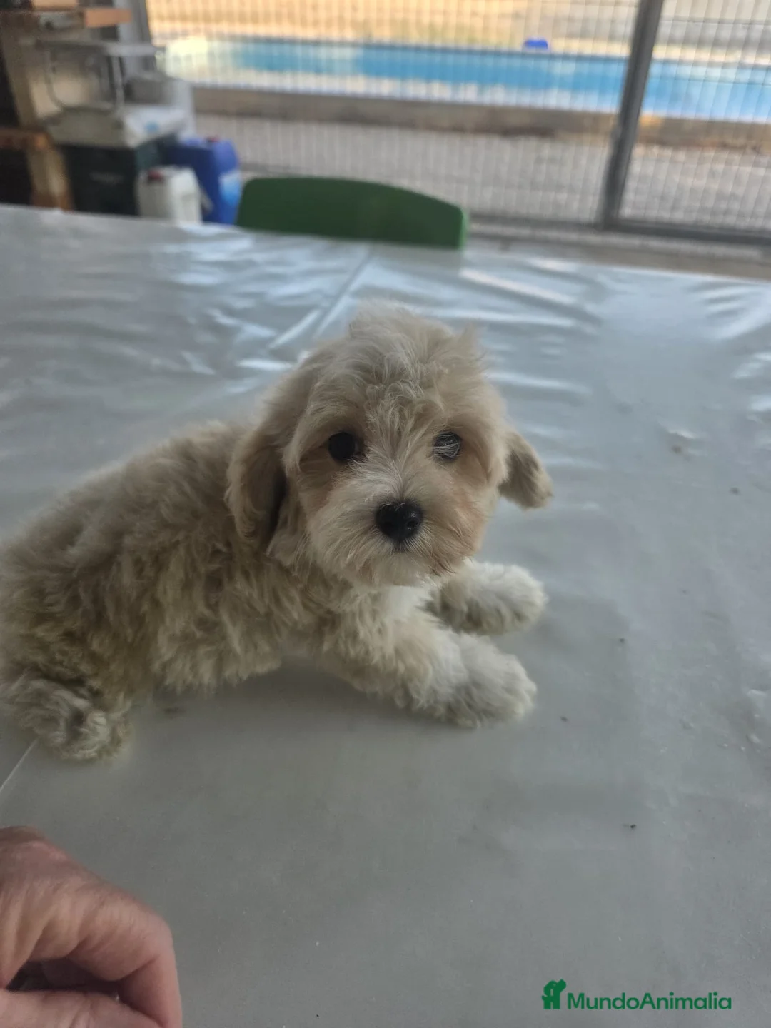 Maltipoo perros en venta: Maltipoo - Anuncio 2