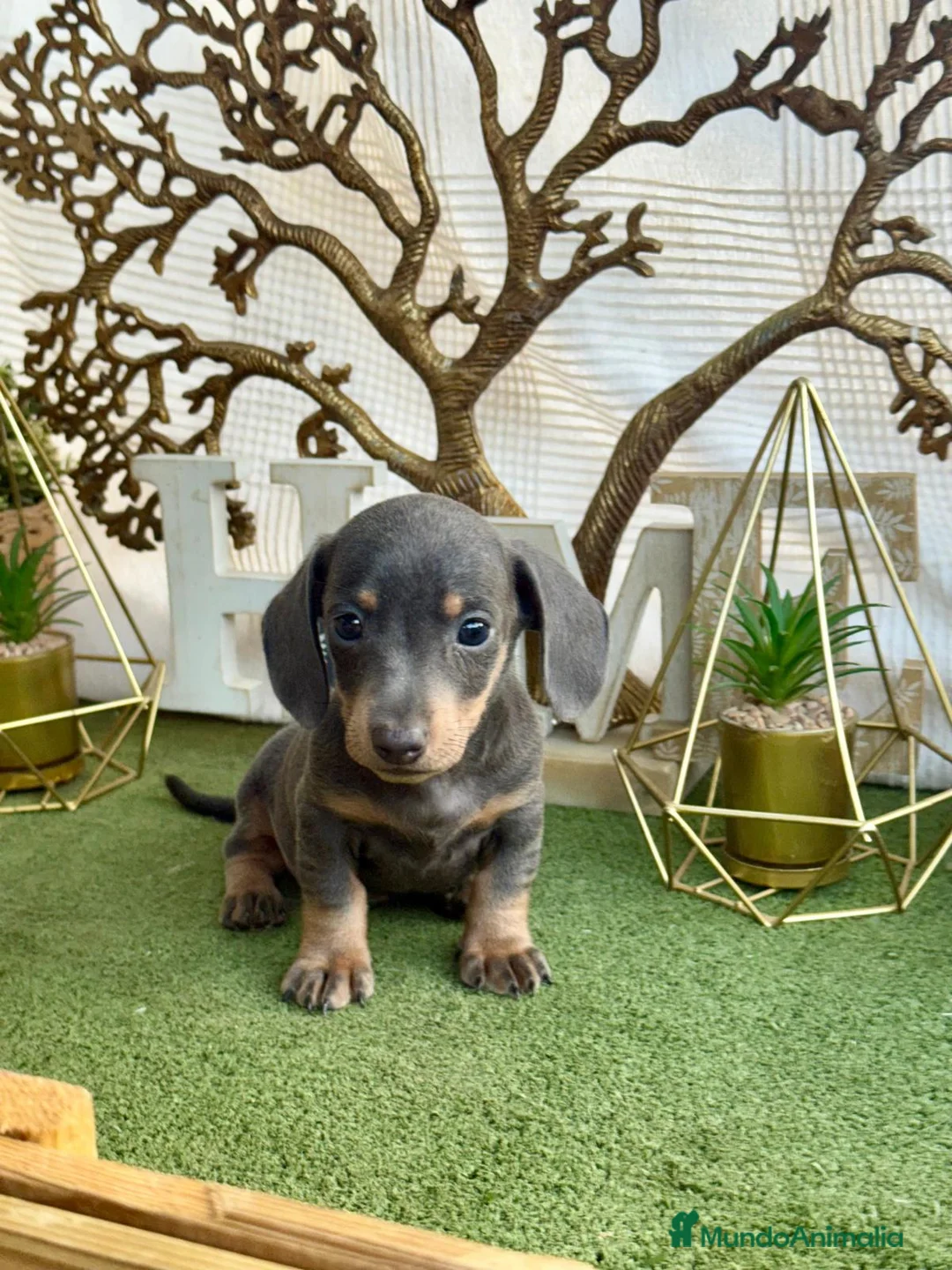 Teckel Miniatura perros en venta: Teckel Blue and tan kanichen espectaculares  - Anuncio 2