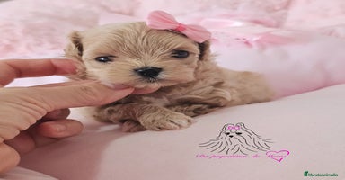 Maltipoo perros - Anuncio 13