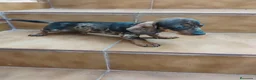 Teckel Miniatura perros en venta: Machito teckel rojo arlequín  - Anuncio 4