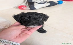Maltipoo perros en venta: Camada de Maltipoo  - Imagen 4