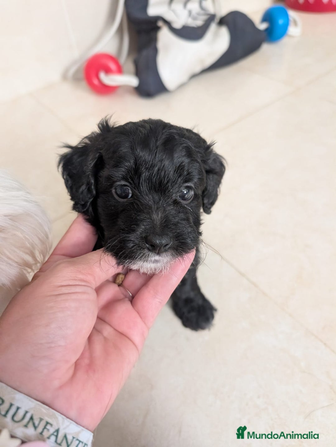 Maltipoo perros en venta: Camada de Maltipoo  - Imagen 4