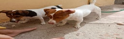 Jack Russell Terrier perros en venta: Jack Russell  - Anuncio 8