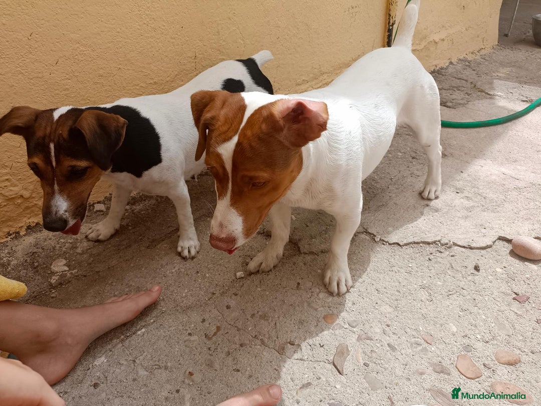 Jack Russell Terrier perros en venta: Jack Russell  - Anuncio 8