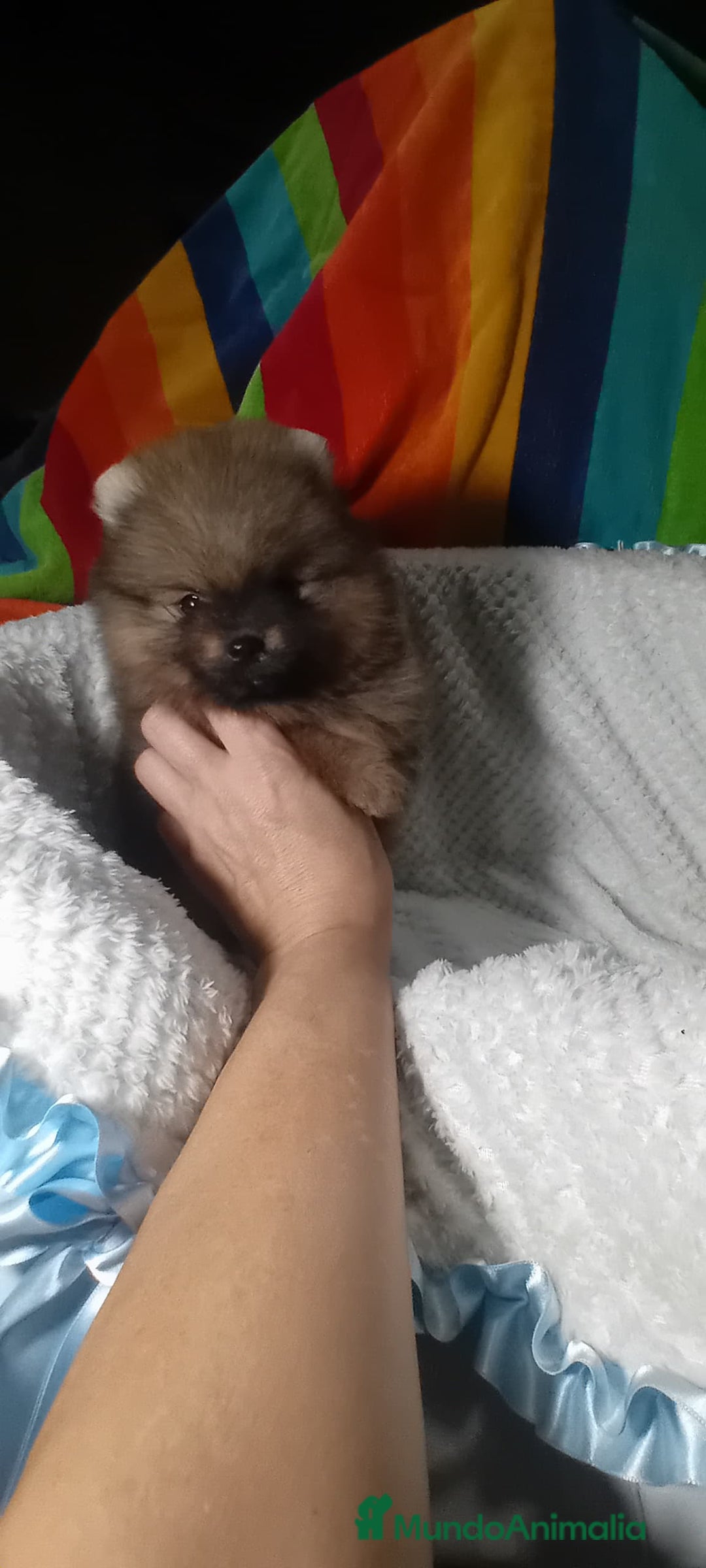 Pomerania perros en venta: Precioso pomerania ositos ✨🐾🐾 - Imagen 2