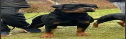 Rottweiler perros en venta: Cachorros padres Alemanes mejores líneas mundiales - Anuncio 2
