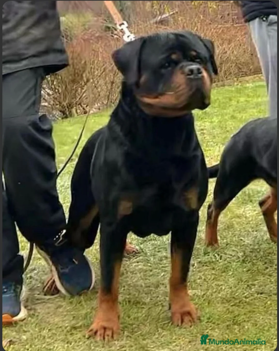 Rottweiler perros en venta: Cachorros padres Alemanes mejores líneas mundiales - Anuncio 2