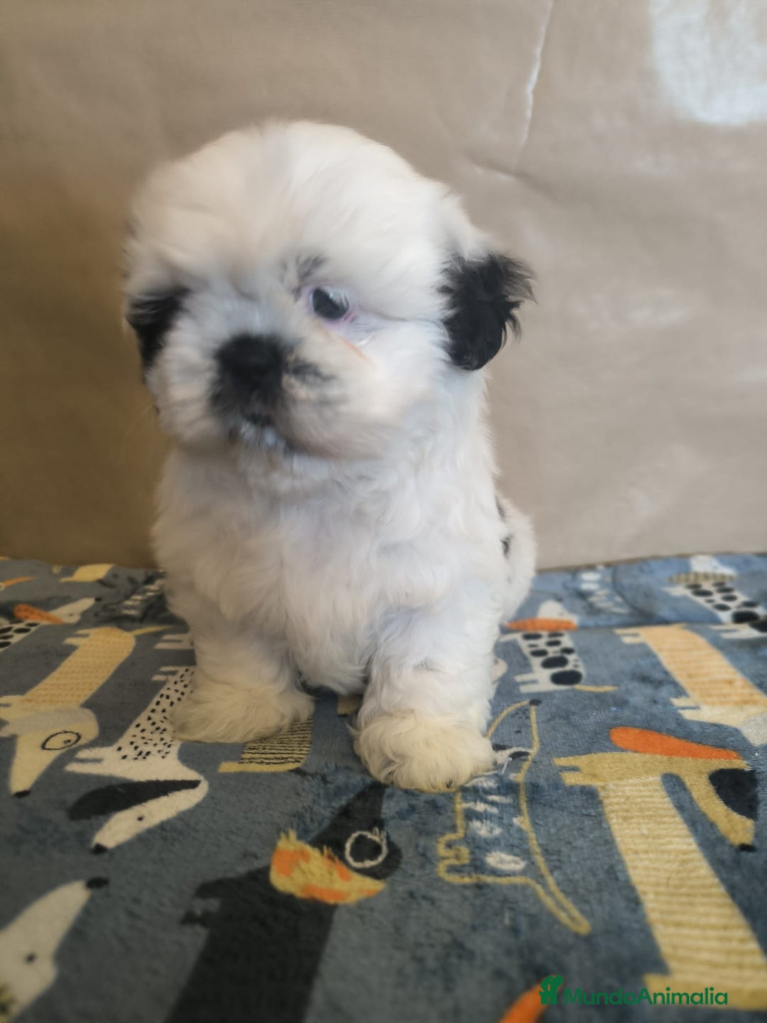 Shih Tzu perros en venta: Shit tzu mini - Anuncio 11