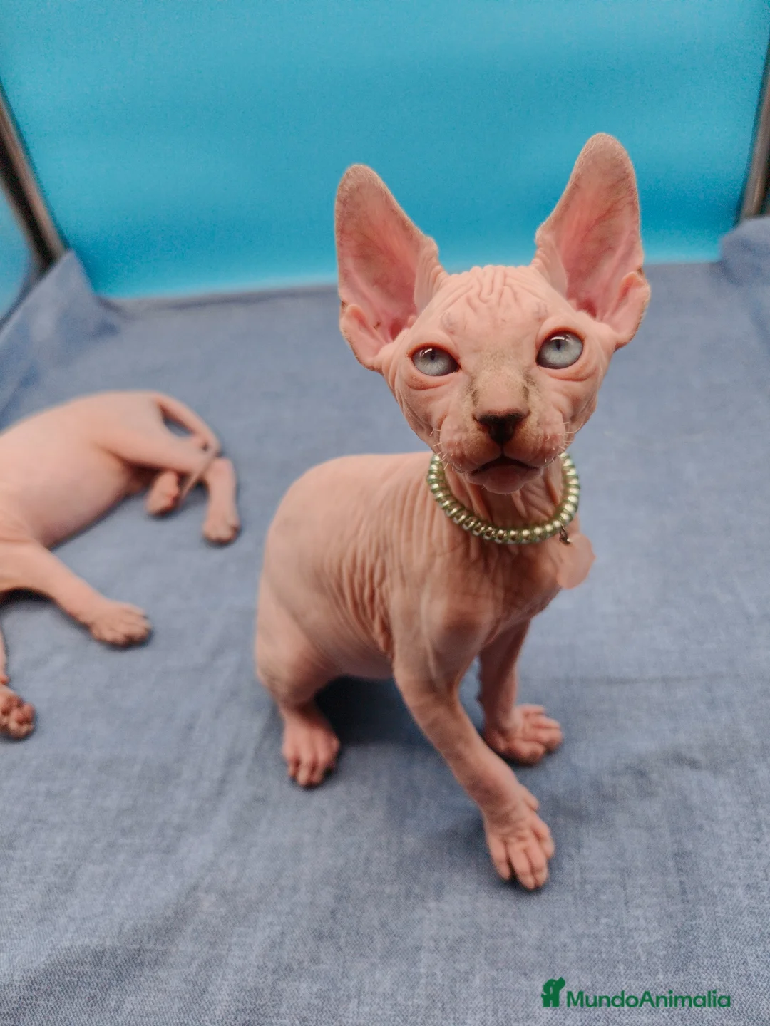 Sphynx gatos en venta: Preciosa camada ojos azules  - Anuncio 1