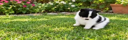 Pomerania perros en venta: POMERANIAS, PRECIOSAS HEMBRITAS TOY - Anuncio 7