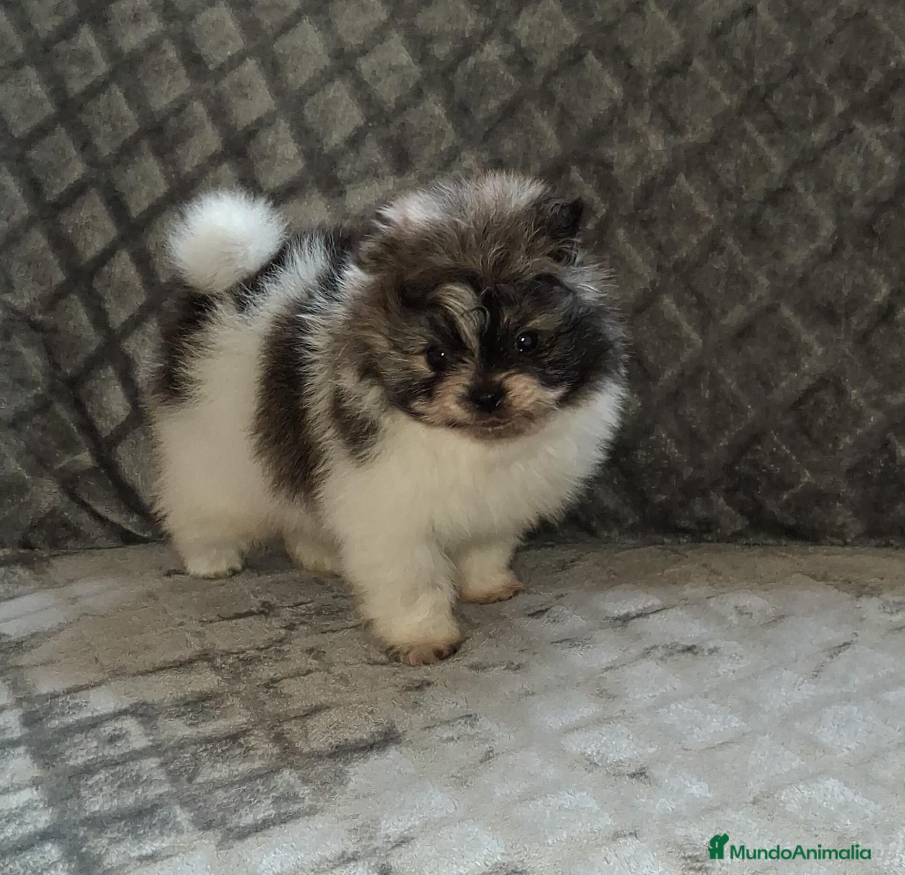 Pomerania perros Pomerania toy party - Anuncio 1