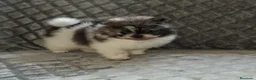 Pomerania perros en venta: Pomerania toy party - Anuncio 1