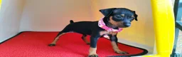 Pinscher Miniatura perros en venta: PINSCHER MINIATURAS . ENTREGA A DOMICILIO  - Anuncio 1