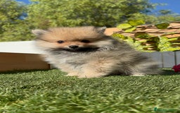 Pomerania perros en venta: POMERANIA MACHO - Imagen 14