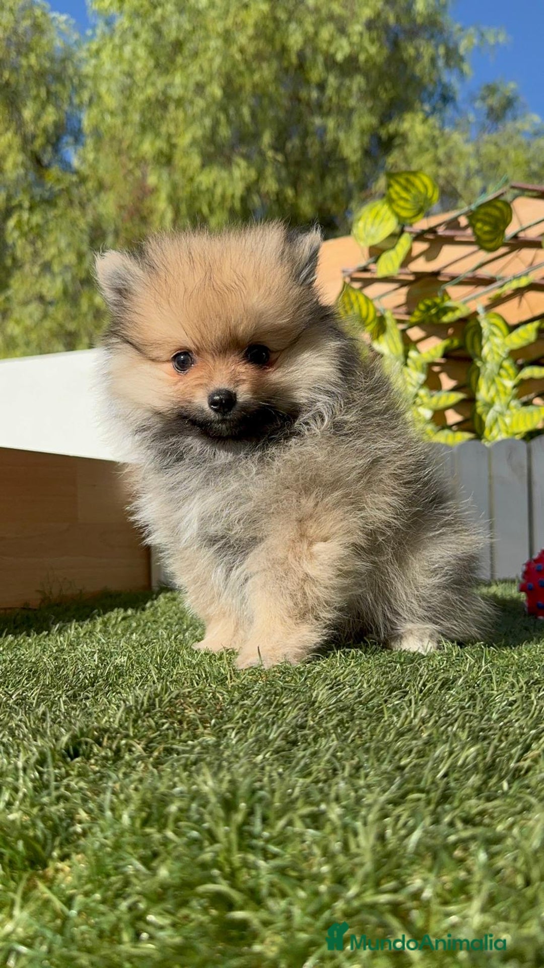 Pomerania perros en venta: POMERANIA MACHO - Imagen 14