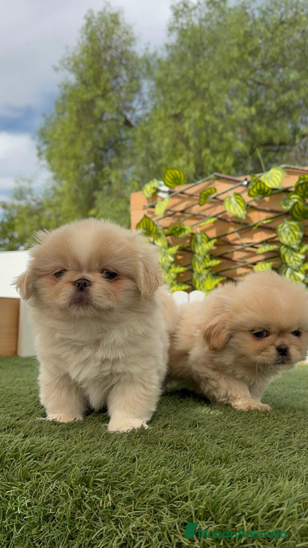 Pekinés perros en venta: PEKINES HEMBRAS - Imagen 14