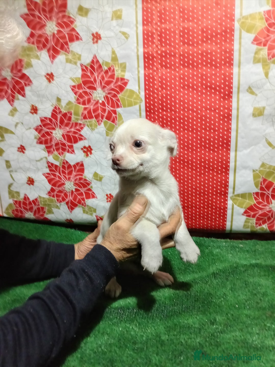 Chihuahua perros en venta: Chihuahua - Anuncio 4