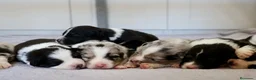 Pastor Australiano perros en venta: Aussie con garantias, pedigree, de cria familiar - Anuncio 6
