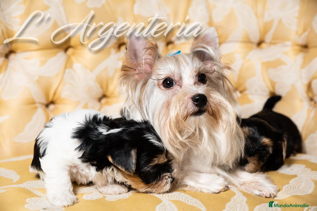 Biewer Yorkshire Terrier a la Pom Pon perros en venta: Camada Yorkshire Biewer - Anuncio 5