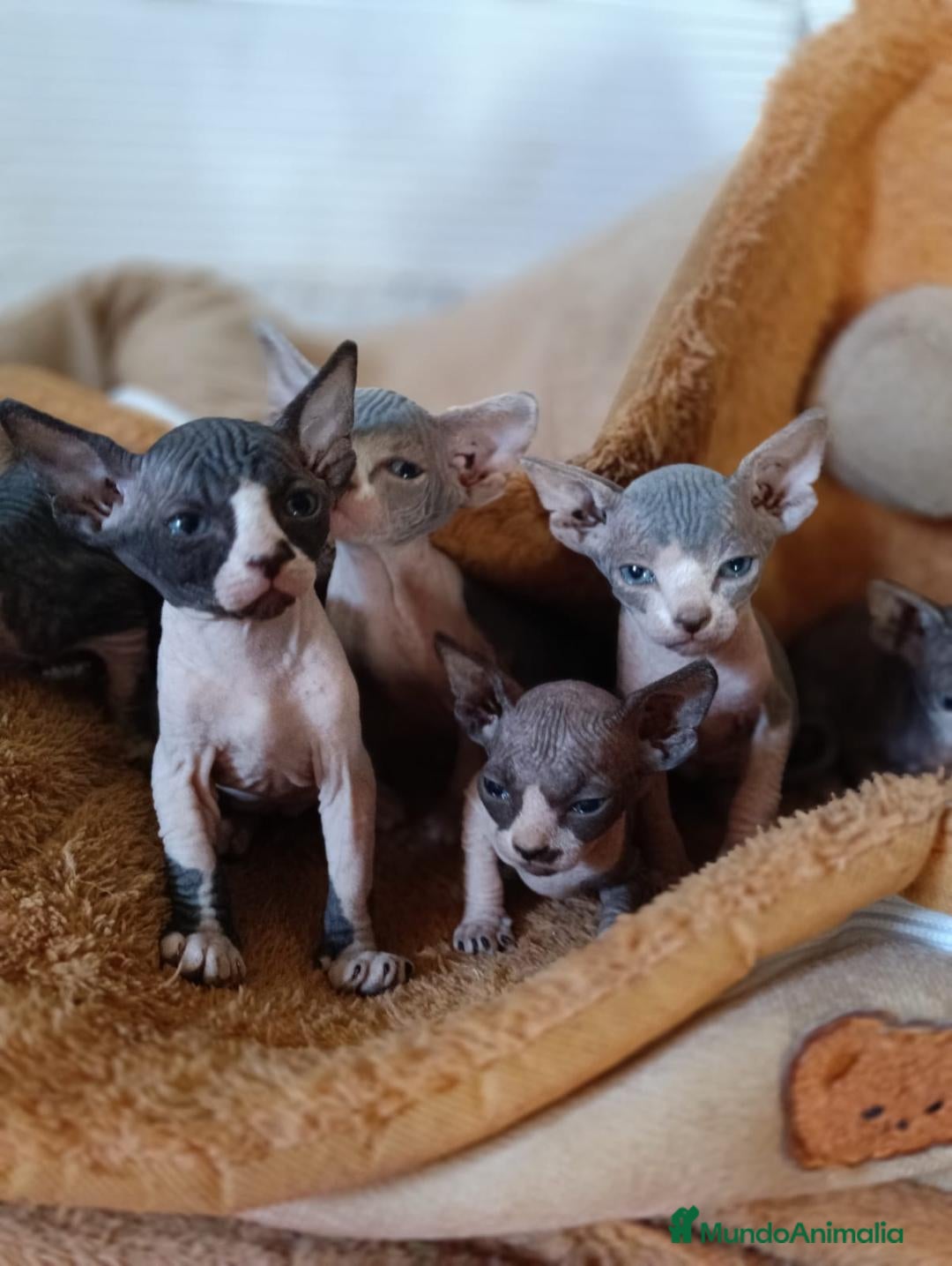 Sphynx gatos Preciosa camada Sphynx - Anuncio 2