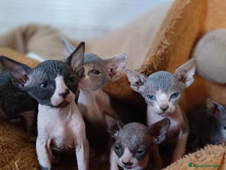 Sphynx gatos Preciosa camada Sphynx - Anuncio 1