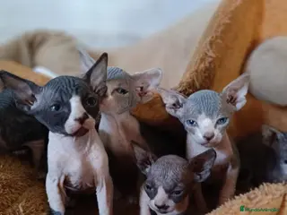 Sphynx gatos Preciosa camada Sphynx - Anuncio 9