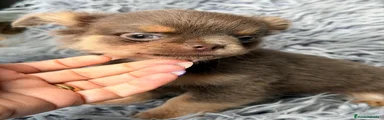 Chihuahua 1