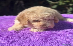 Perro de Agua Español perros en venta: Pdae crema ojos verdes  - Imagen 6