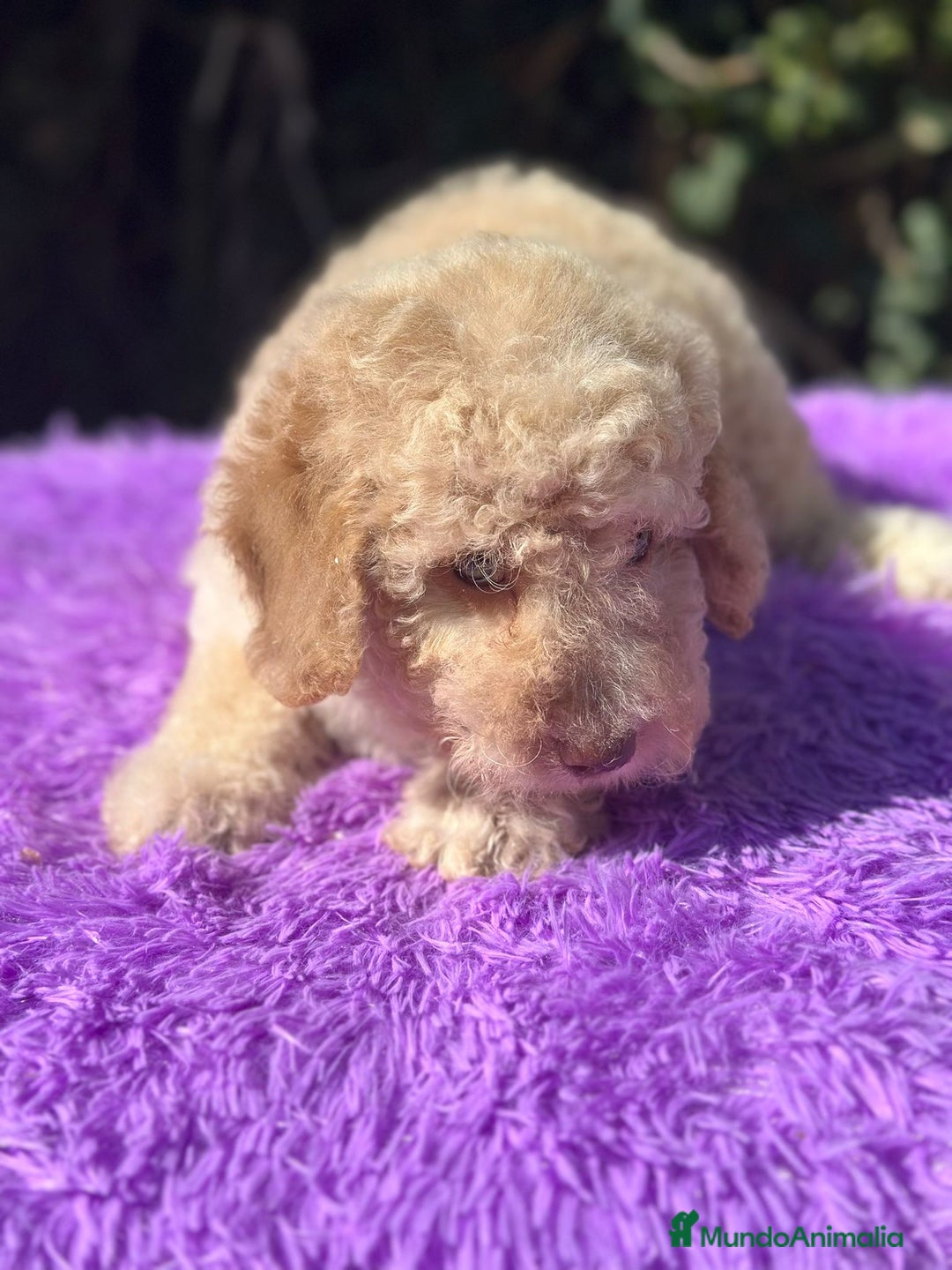 Perro de Agua Español perros en venta: Pdae crema ojos verdes  - Imagen 6