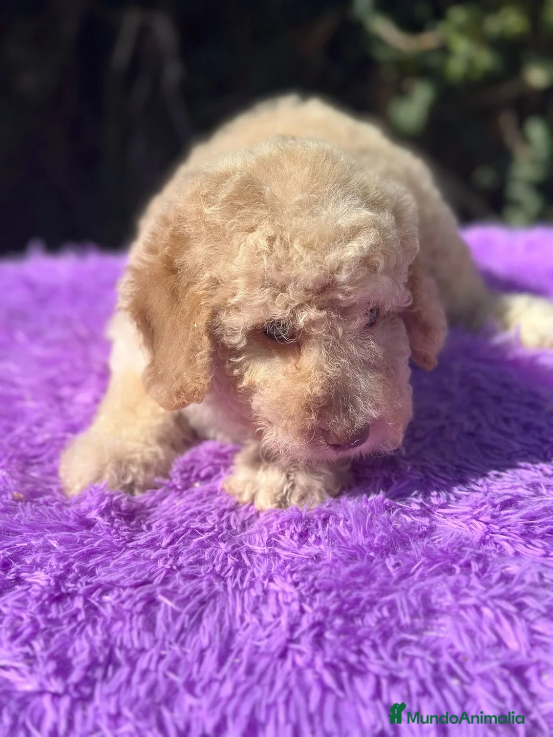 Perro de Agua Español perros en venta: Pdae crema ojos verdes  - Anuncio 6