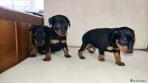 Pinscher Miniatura perros Pinscher miniatura !  - Anuncio 2