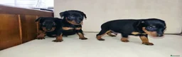 Pinscher Miniatura perros en venta: Pinscher miniatura !  - Anuncio 2