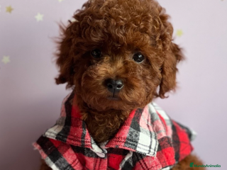 Caniche Mediano perros caniche mediano - Anuncio 1