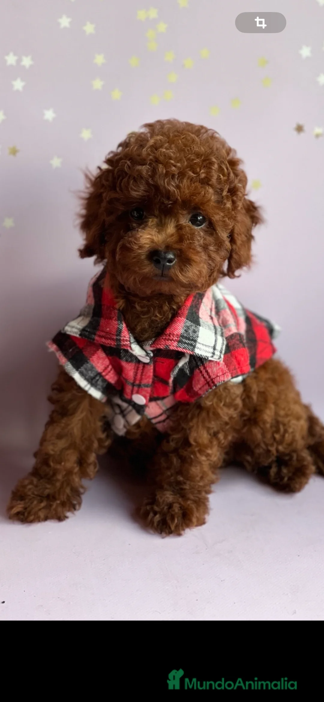 Caniche Mediano perros en venta: caniche mediano  - Anuncio 1