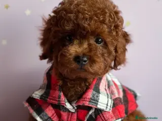 Caniche Mediano perros caniche mediano - Anuncio 20