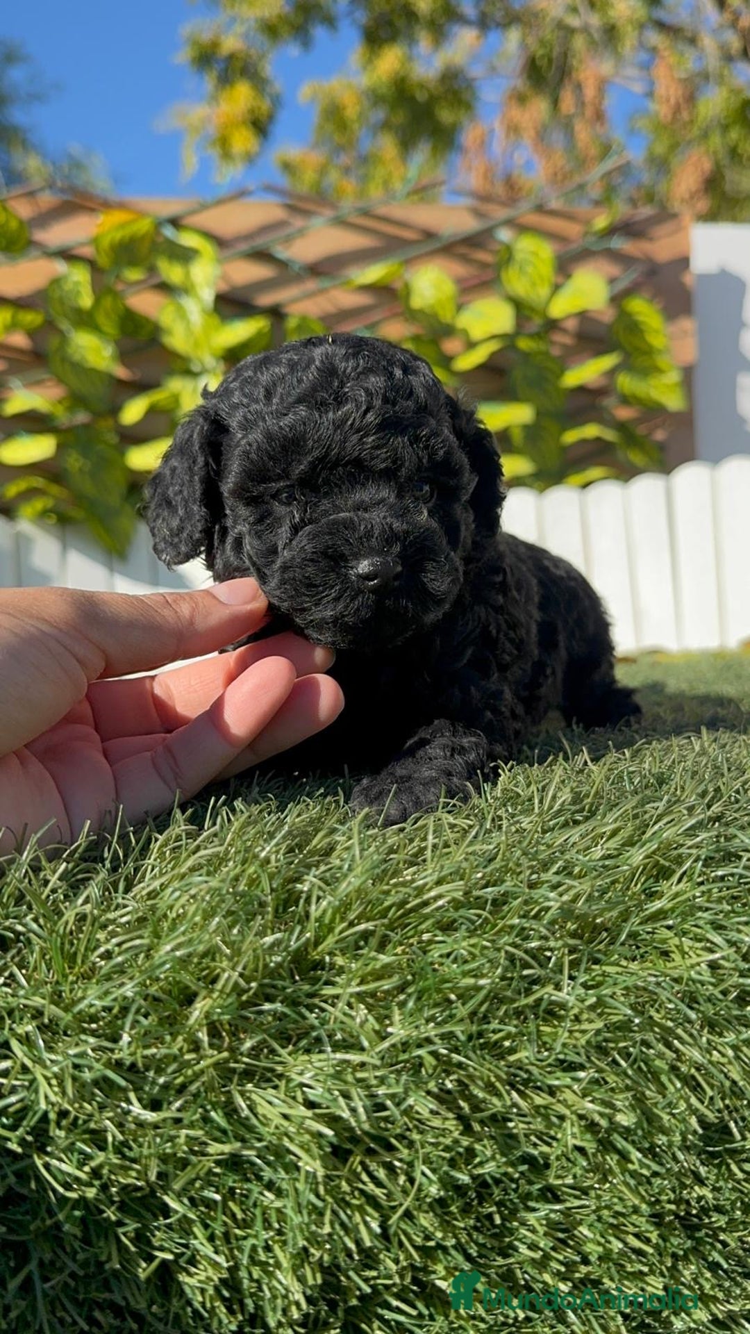 Caniche Toy perros en venta: CANICHE TOY  - Anuncio 2