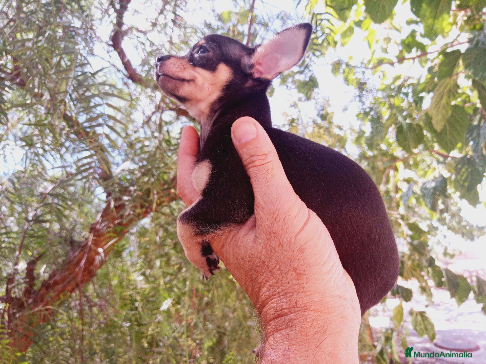 Chihuahua perros en venta: Chihuahua hembra muy pequeña. - Anuncio 2