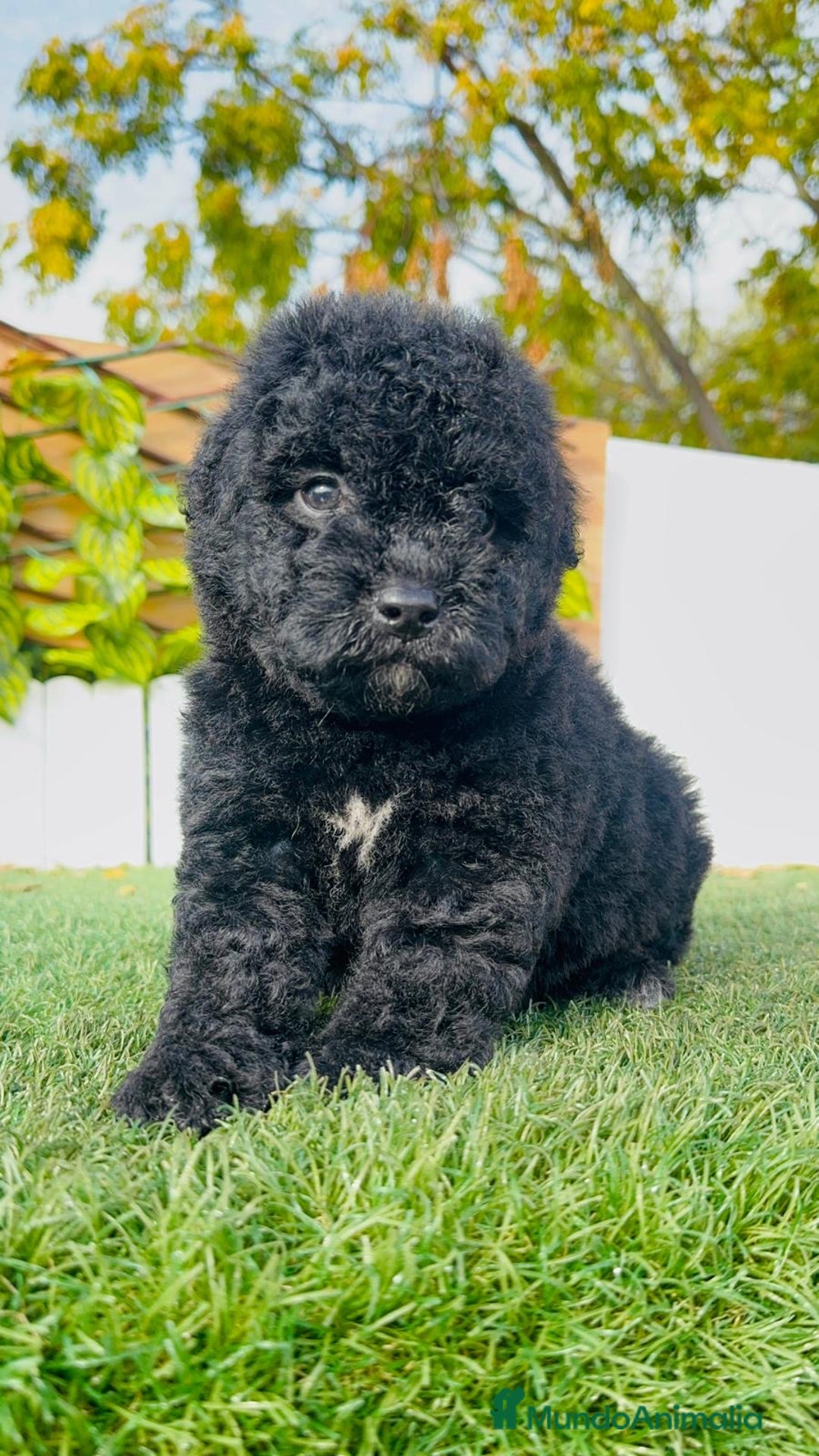 Perro de Agua Español perros en venta: PERRO DE AGUA  - Anuncio 11