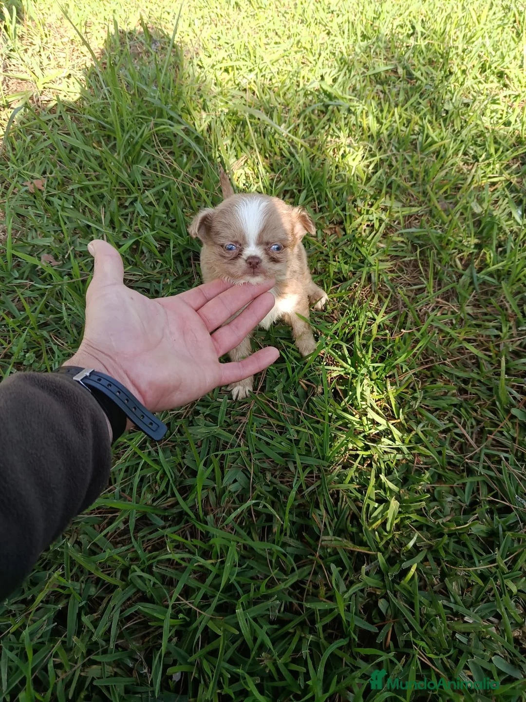 Chihuahua perros en venta: Chihuhua pelo largo - Anuncio 4