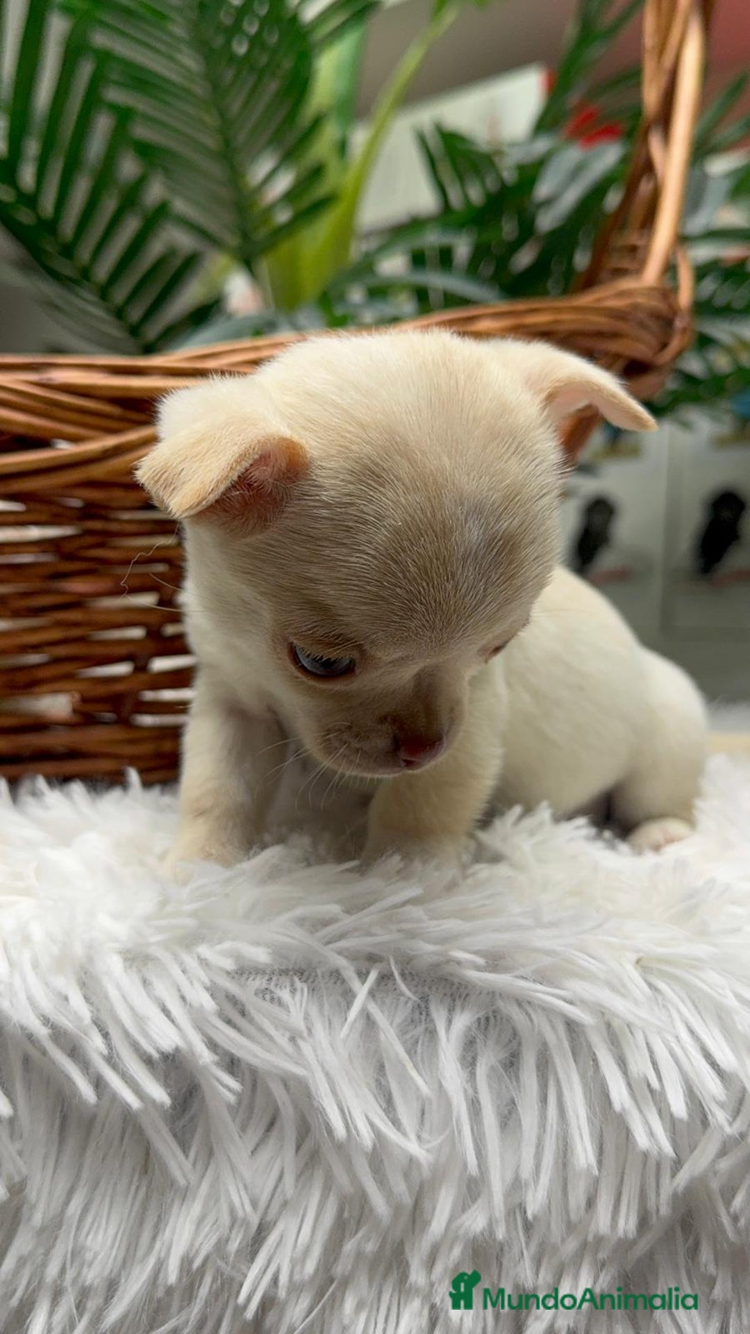 Chihuahua perros en venta: CHIHUAHUA HEMBRA - Anuncio 5