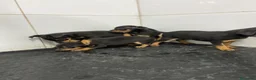 Pinscher Miniatura perros en venta: Cachorros Mini Pinscher 500€ ¡PRECIO REAL!   - Anuncio 3