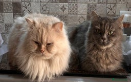 Persa gatos en venta: Gata persa - Imagen 5