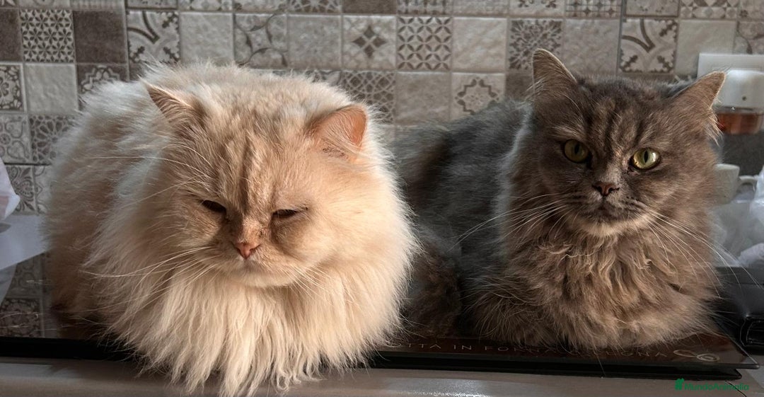 Persa gatos en venta: Gata persa - Imagen 5