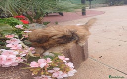 Shih Tzu perros en venta: Espectacular zhizu  - Anuncio 3