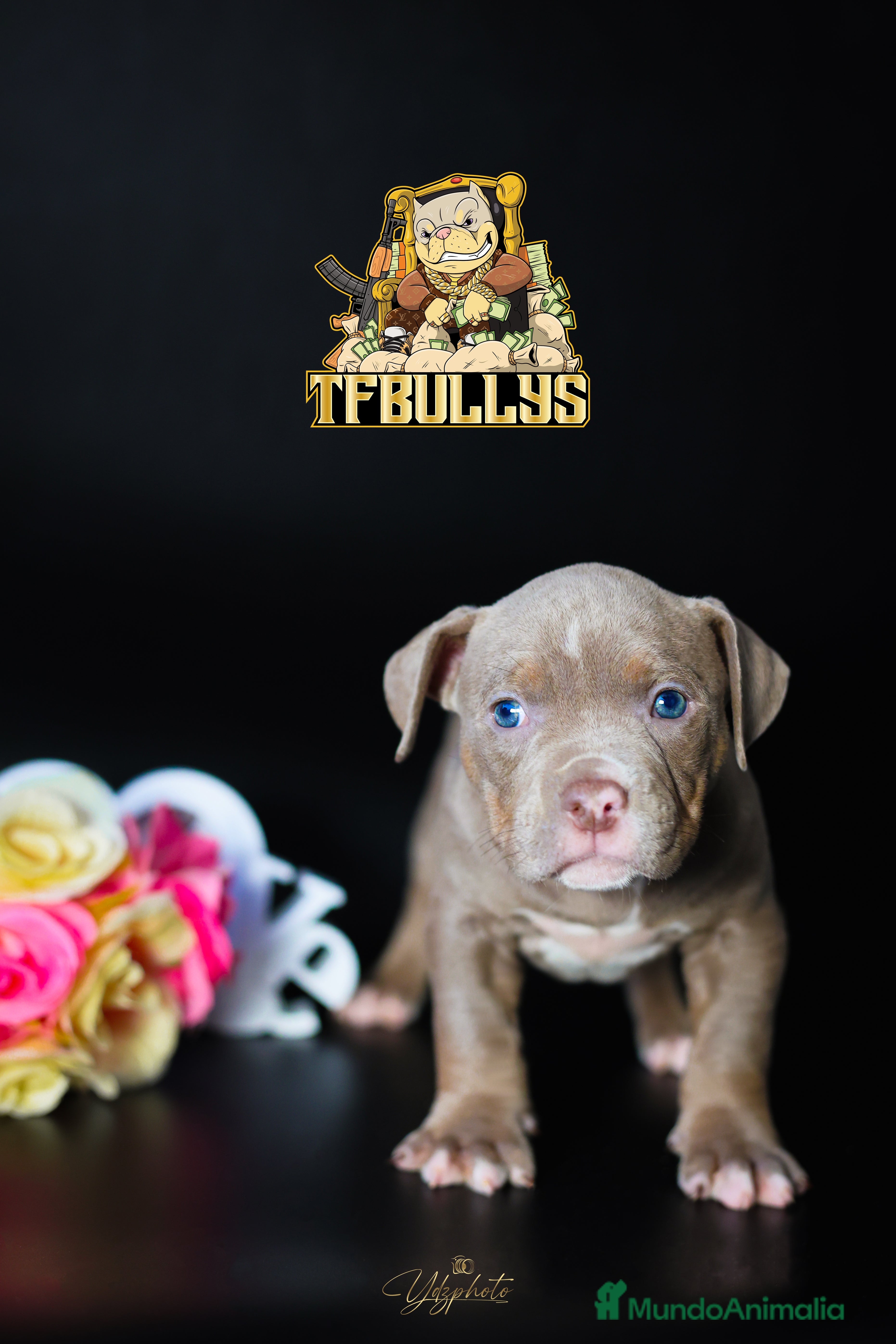 American Bully perros Cachorros American Bully tricolor lilac - Anuncio 30