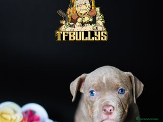 American Bully perros - Anuncio 37